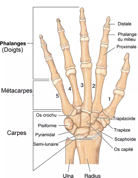 Anatomie main - article Bandes de protection